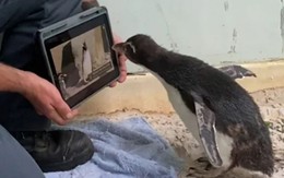 Chim cánh cụt non ghiền coi... hoạt hình trên iPad