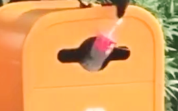 Chú quạ thông minh gắp chai nhựa vào thùng rác