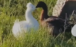 Chuyện tình đẹp lãng mạn của cặp đôi vịt khiến nhiều người xuýt xoa