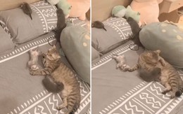 Cô chủ bị mẹ con mèo giành giường ngủ