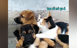 'Cậu vàng' bất lực khi bị hội chó mèo rủ nhau đến chiếm giường