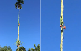 Cô gái than thở 'nhà có cây thanh long, chả biết lấy quả kiểu gì'