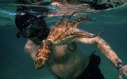 Phim tài liệu về chuyện tình người và bạch tuộc trên Netflix khiến khán giả 'than trời'