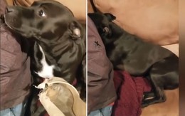 Hai chú chó 'đổ lỗi nhau' khi bị chủ hỏi tội cắn giày