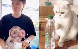 Chú mèo vội để gọn chai nước khi thấy cô chủ giận dữ