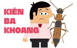 Bị kiến ba khoang cắn, làm gì để không 'lãnh đủ'?
