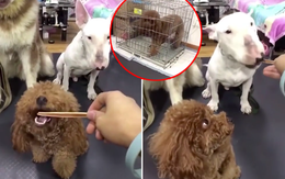 Bị chủ làm tổn thương, cún cưng giận dỗi bỏ đi vào chuồng