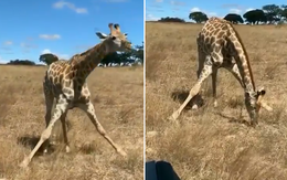 Hươu cao cổ 'chổng đẩy' khi ăn cỏ