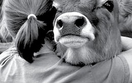 Té ngửa với trào lưu...ôm bò cho bớt sầu đời!