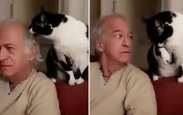 Chú mèo muốn âu yếm chủ còn giả bộ làm ngơ