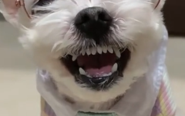 Cún cưng cười mãn nguyện khi tự phối đồ