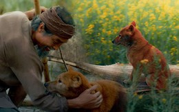 Phim Việt tháng 1: Cú liều của các nhà sản xuất