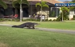 Tiết thu đẹp trời, ‘bé Xoài’ lang thang đi dạo sân golf