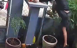 Trộm chim ngoan cố bị chó dữ rượt, phải nhảy tường rào thoát thân