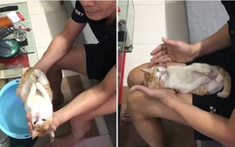 Ông nội nhờ mèo đóng thế để hướng dẫn tắm em bé cho vợ chồng son