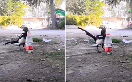 Chú chim thông minh gắp đá bỏ vào chai để lấy nước uống