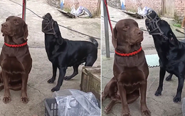 Chú chó làm ngơ, mặc kệ đồng loại sủa 'ngang tai'