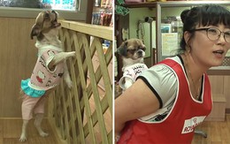 Chú chó khóc giống hệt tiếng em bé sơ sinh khi đòi mẹ