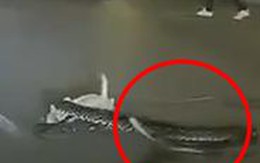 Giải cứu mèo con bị trăn khổng lồ quấn chặt giữa đường