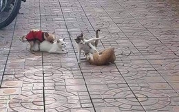 Ảnh vui 24/11: Nam sinh mặc áo dài đi học đẹp 'ngất ngây'!