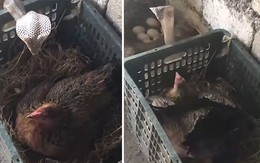 Gà mẹ tung đòn hiểm, quật rắn hổ mang tơi bời