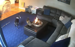 Đuôi cháy như ngọn đuốc, chú mèo vẫn tỉnh bơ như không có gì