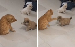 Chó con tổn thương vì bị 'hoàng thượng' tát