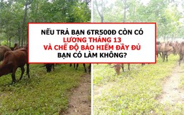 Vua Còm 25/11: Tuyển người chăn bò lương 6,5 triệu, có BHXH và tháng 13
