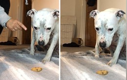 Chú chó nghe lời chủ ngồi trông bánh, thèm rớt dãi vẫn không ăn