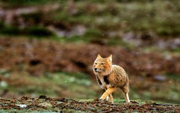 Loài cáo có khuôn mặt 'chán như con gián'