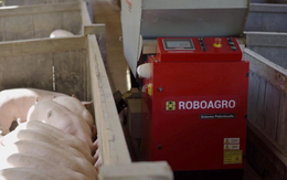 Doanh số bán robot chăn lợn phát nhạc cổ điển tăng vọt vì dịch COVID-19