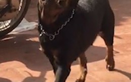 Chú chó thông minh biết lấy bát để xin ăn