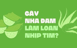 Cây nha đam làm loạn nhịp tim?