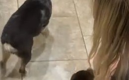 'Cậu vàng' giận hờn bỏ đi khi cô chủ bế em chó khác