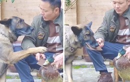 Chú chó ngăn cản chủ sát sinh