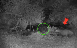 Chồn túi thừa cơ đẩy chồn hôi xuống ao