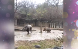 Tê giác con nhảy múa tung tăng dưới mưa như đứa trẻ