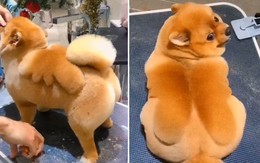 'Cậu vàng' được chủ 'lắp cho đôi cánh' để đón sinh nhật