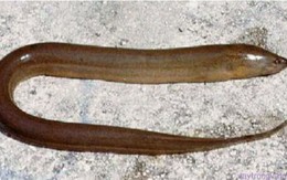 Người đàn ông nuốt lươn trị táo bón và cái kết không tưởng