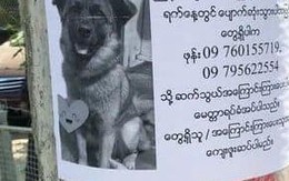 Vua Còm 29/12: Chú chó thông minh chờ sen bên 'tờ rơi tìm mình'