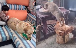 10 video thú cưng hài hước gây chú ý năm 2020