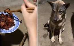 Chú chó thèm chảy dãi khi chủ nướng thịt