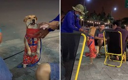 Chú chó làm trò mua vui cho khách, giúp chủ bán vé số