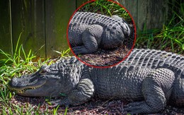 Ảnh vui 13/1: 'Chú ếch' khổng lồ nhất TG sở hữu vòng 3 bốc lửa