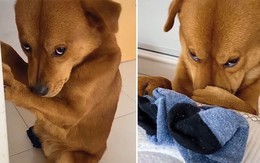 Biểu cảm hài hước của 'cậu vàng' mỗi khi bị sen hỏi tội