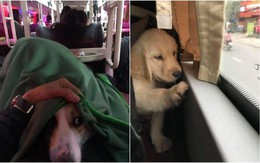 Bé Na lăng xăng bò, thú cưng ngủ vùi ở khoang hành khách xe khách