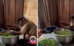 Vua Còm 18/1: Khỉ cặm cụi lặt rau vì miếng cơm manh áo chứ sướng gì