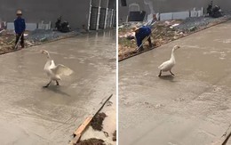 Thợ hồ ngán ngẩm nhìn ngan chạy khắp đường bê tông vừa đổ