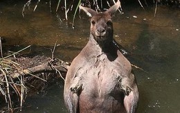 Kangaroo thân hình vạm vỡ khiến các Gymer ghen tị