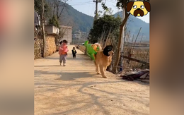 'Siêu đạo chích phiên bản gâu đần'